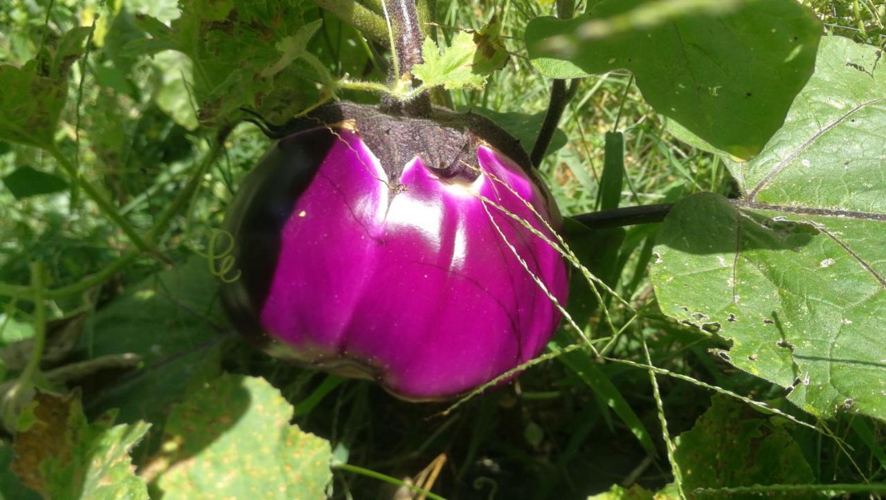푸체키오 Az.Agricola Agriturismo La Locanda Di Lann 아파트 외부 사진