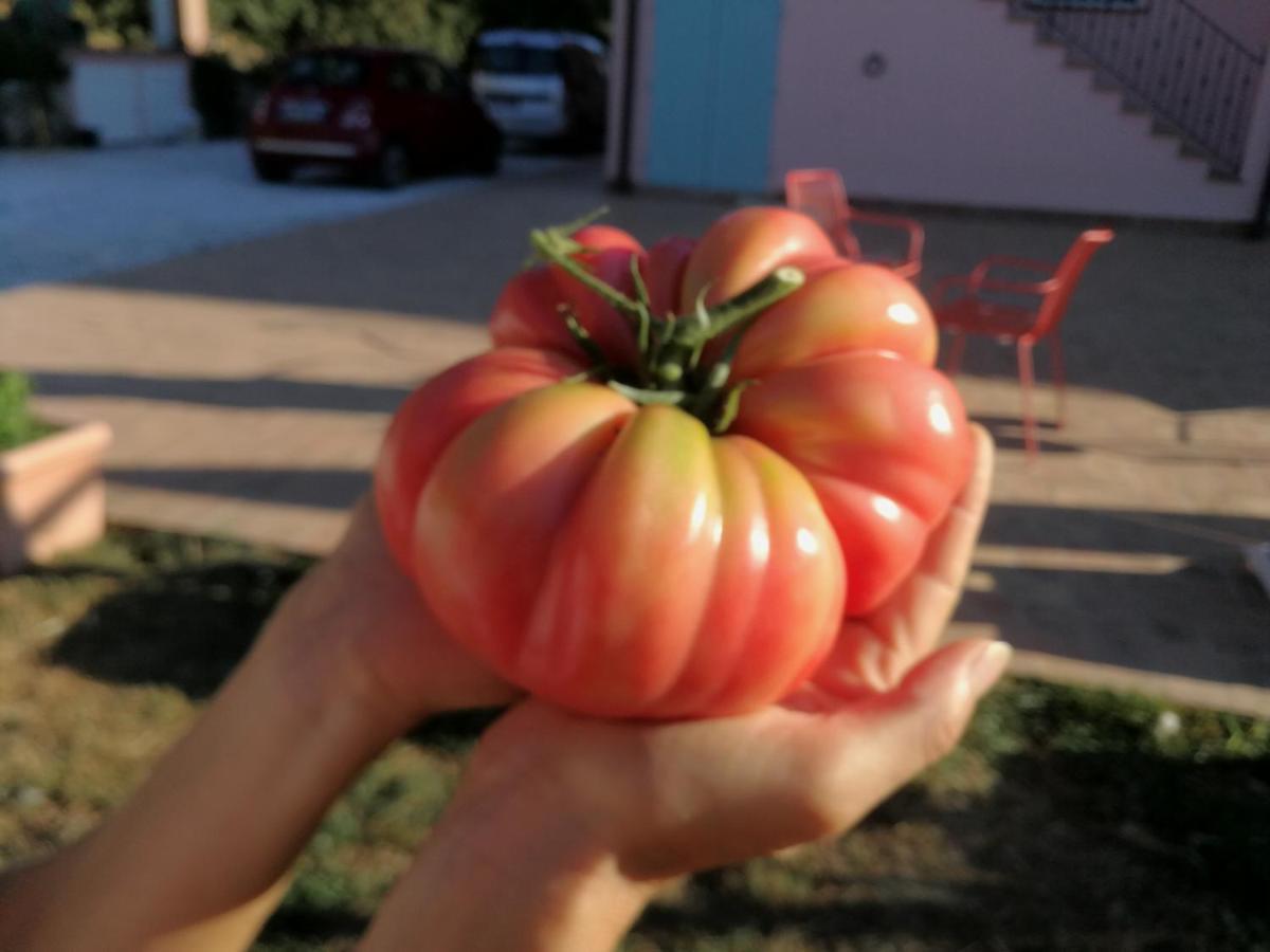 푸체키오 Az.Agricola Agriturismo La Locanda Di Lann 아파트 외부 사진