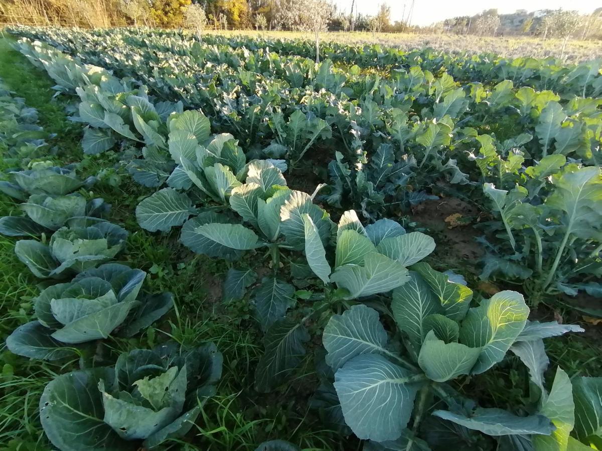 푸체키오 Az.Agricola Agriturismo La Locanda Di Lann 아파트 외부 사진