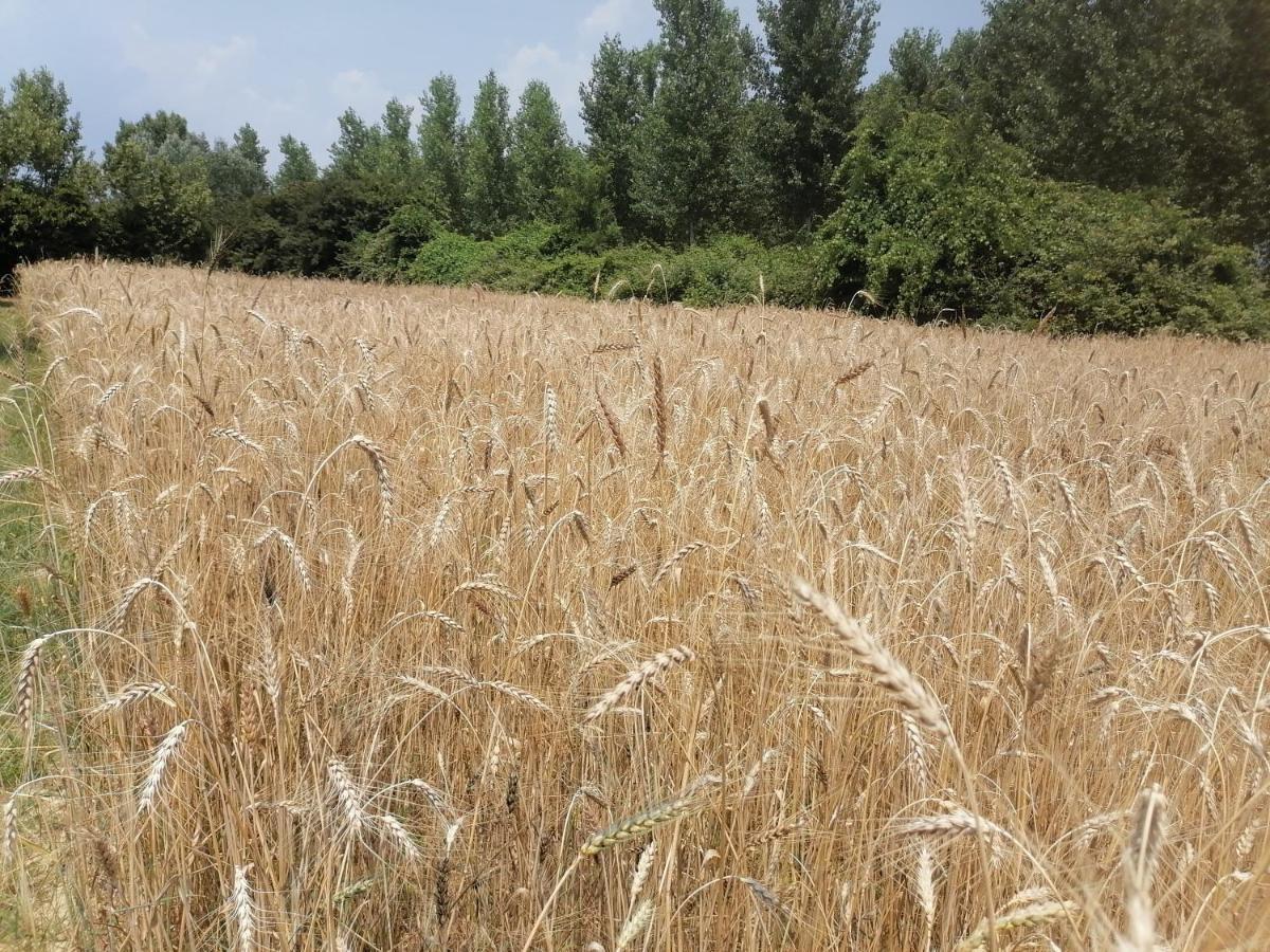 푸체키오 Az.Agricola Agriturismo La Locanda Di Lann 아파트 외부 사진
