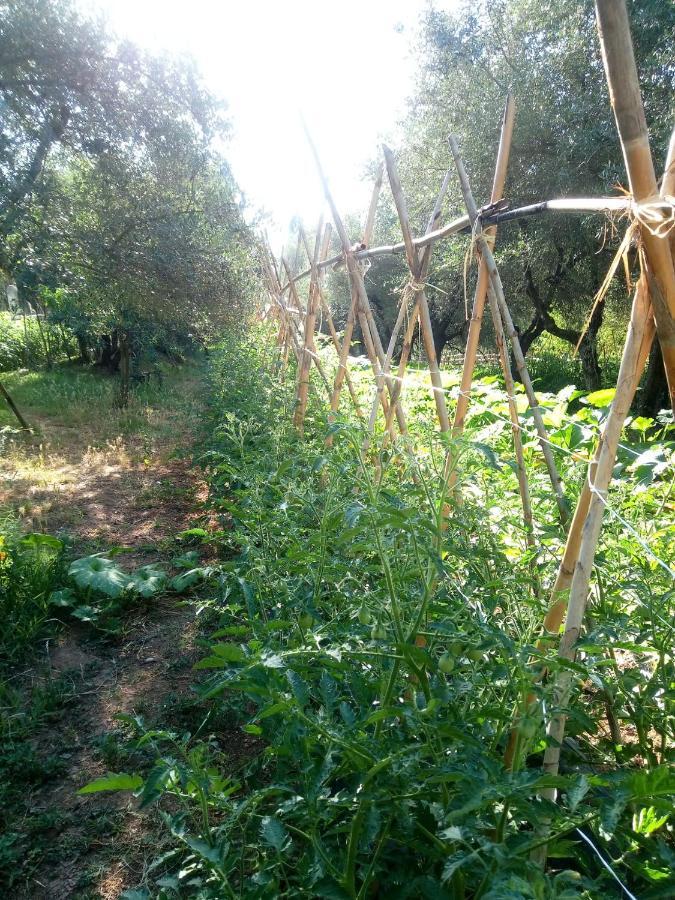 푸체키오 Az.Agricola Agriturismo La Locanda Di Lann 아파트 외부 사진
