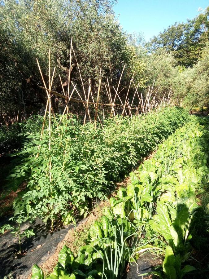 푸체키오 Az.Agricola Agriturismo La Locanda Di Lann 아파트 외부 사진