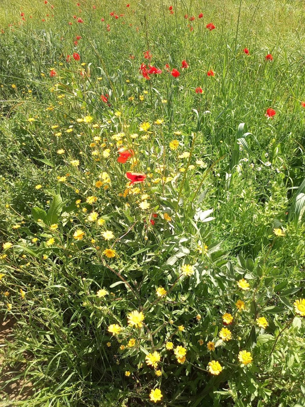 푸체키오 Az.Agricola Agriturismo La Locanda Di Lann 아파트 외부 사진