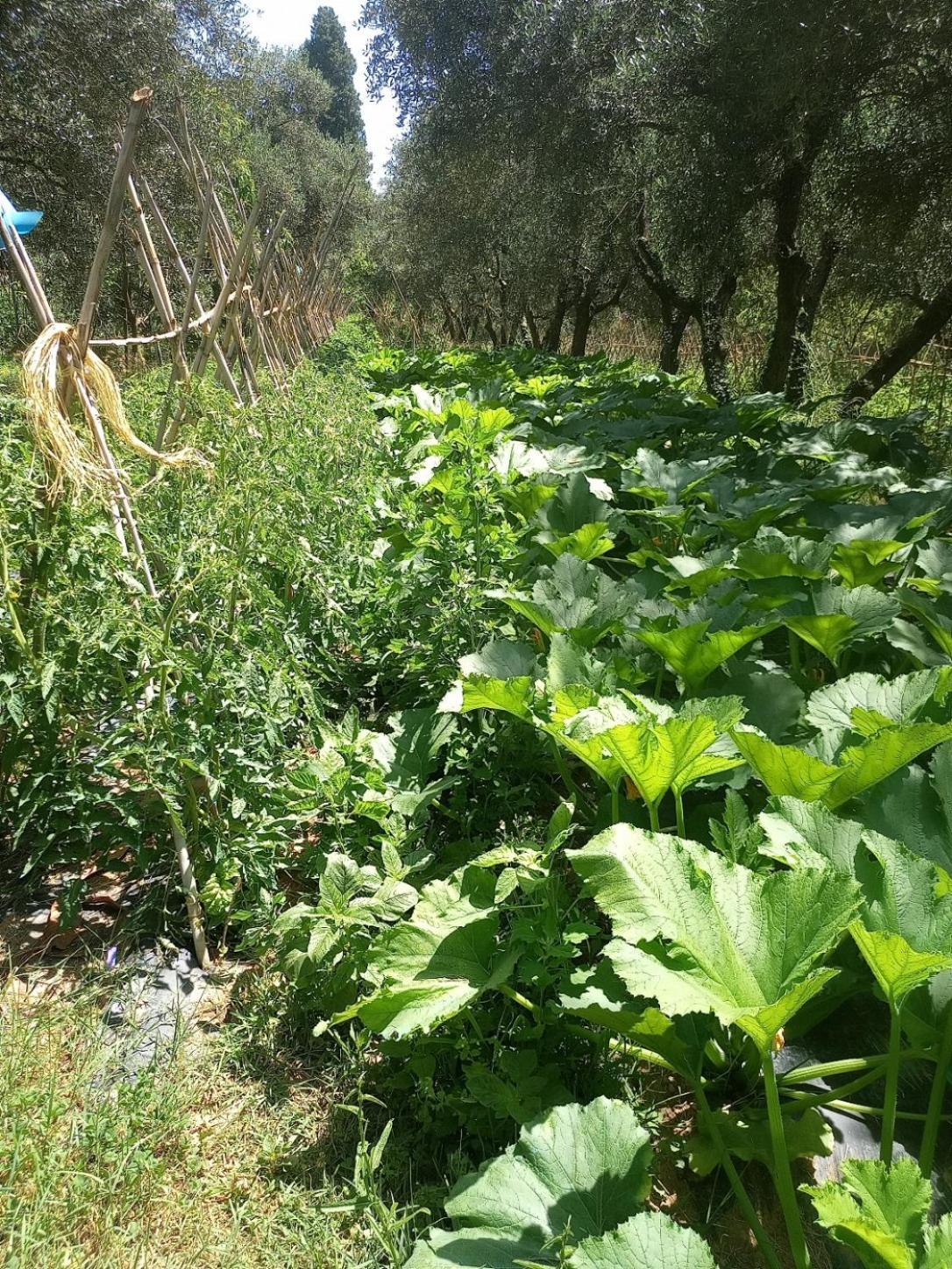 푸체키오 Az.Agricola Agriturismo La Locanda Di Lann 아파트 외부 사진