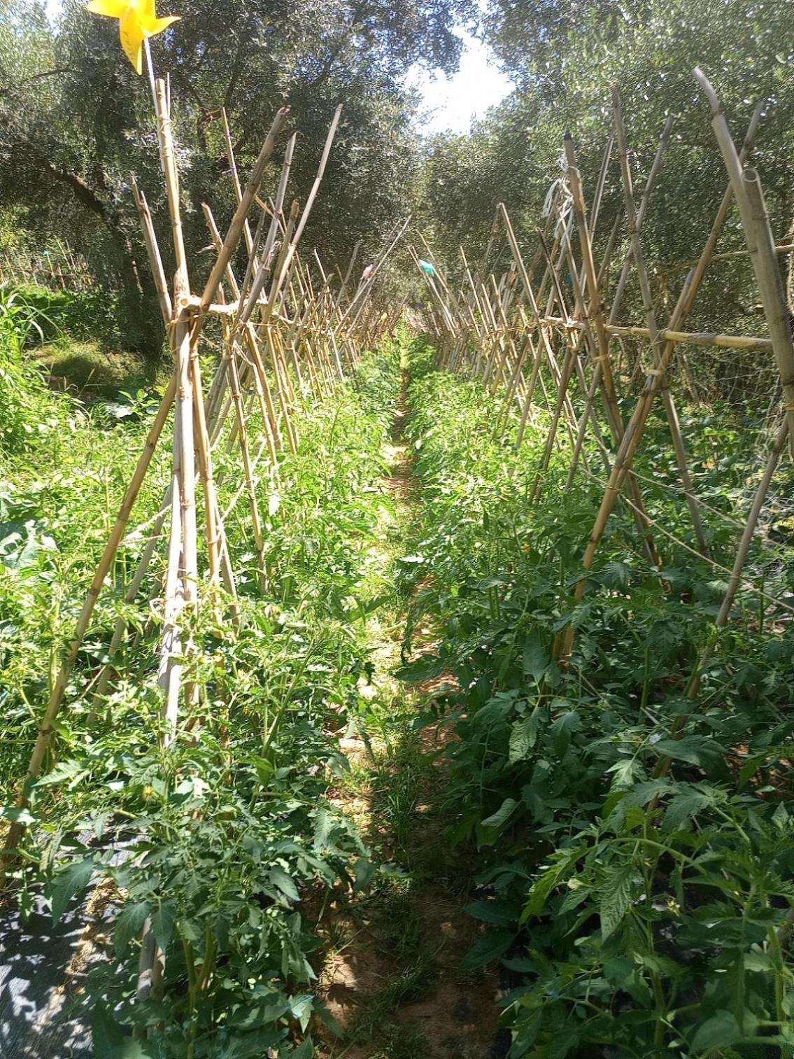 푸체키오 Az.Agricola Agriturismo La Locanda Di Lann 아파트 외부 사진